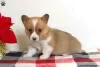 Photo №1. welsh corgi - à vendre en ville de East Texas | 672€ | Annonce №63529