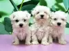 Photo №1. bichon maltais - à vendre en ville de Paris | négocié | Annonce №40423