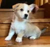 Photo №2 de l'annonce № 32222 de la vente welsh corgi - acheter à Allemagne annonce privée