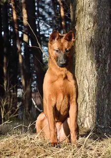 Photo №1. chien thaïlandais à crête dorsale - à vendre en ville de Minsk | Négocié | Annonce №1907