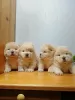 Photo №1. chow-chow - à vendre en ville de Londres | 300€ | Annonce №70347