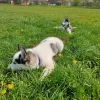 Photos supplémentaires: Pibold husky sibérien