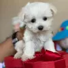 Photo №1. bichon maltais - à vendre en ville de Кастри | négocié | Annonce №11202