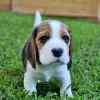 Photo №3. chiots beagle. Allemagne