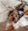 Photo №1. yorkshire terrier - à vendre en ville de Yvorne | 250€ | Annonce №129257