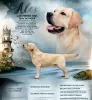 Photo №1. labrador retriever - à vendre en ville de Рупя | négocié | Annonce №88054