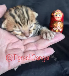 Photo №2 de l'annonce № 6665 de la vente bengal - acheter à Fédération de Russie 