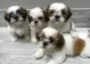 Photo №1. shih tzu - à vendre en ville de Nuremberg | Gratuit | Annonce №83082