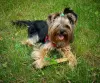 Photo №1. yorkshire terrier - à vendre en ville de Częstochowa | négocié | Annonce №105750