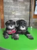 Photo №1. schnauzer miniature - à vendre en ville de Leskovac | négocié | Annonce №65931