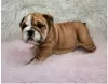 Photo №1. bulldog anglais - à vendre en ville de Heidelberg | Gratuit | Annonce №95910