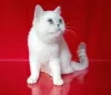 Photo №4. Je vais vendre british shorthair en ville de Rovinari. de la fourrière - prix - négocié