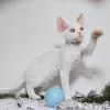 Photo №4. Je vais vendre devon rex en ville de Москва. éleveur - prix - 1041€