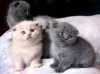 Photo №1. scottish fold - à vendre en ville de Zagreb | 300€ | Annonce № 88362