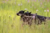 Photos supplémentaires: Chiots Dobermann - Dan Smile Helgi et Adal Eskae Vangard, nés le 25.08.2020.