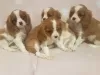 Photo №1. cavalier king charles spaniel - à vendre en ville de Нант | 400€ | Annonce №12292