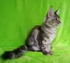 Photo №1. maine coon - à vendre en ville de Barnaul | négocié | Annonce № 43592