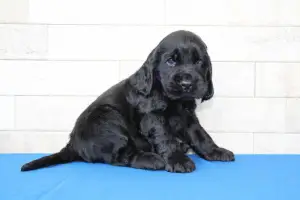 Photo №1. cocker spaniel anglais - à vendre en ville de Martigny | 10€ | Annonce №517