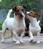 Photo №2 de l'annonce № 8900 de la vente jack russell terrier - acheter à Fédération de Russie annonce privée