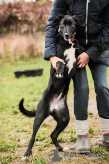 Photos supplémentaires: Je ne donnerai pour rien un chien domestique douillet