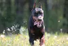 Photos supplémentaires: Chiots Dobermann - Dan Smile Helgi et Adal Eskae Vangard, nés le 25.08.2020.