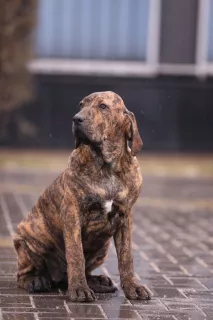 Photo №1. fila brasileiro - à vendre en ville de Курахово | 635€ | Annonce №5730