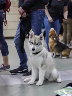 Photos supplémentaires: Chiots Husky Sibériens de race pure