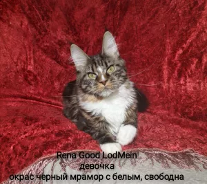 Photo №4. Je vais vendre maine coon en ville de Сясьстрой. annonce privée - prix - 217€