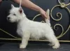 Photos supplémentaires: Chiot West Highland White Terrier d'Interchampion