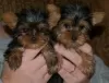 Photo №1. biewer yorkshire terrier - à vendre en ville de Васа | Gratuit | Annonce №127898