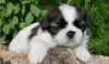 Photo №1. shih tzu - à vendre en ville de Västeråsen | 400€ | Annonce №11347