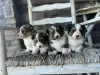 Photo №2 de l'annonce № 99278 de la vente welsh corgi - acheter à USA annonce privée, éleveur