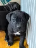 Photo №2 de l'annonce № 91598 de la vente cane corso - acheter à Azerbaïdjan annonce privée