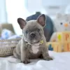 Photo №1. bouledogue - à vendre en ville de Genève | négocié | Annonce №97367