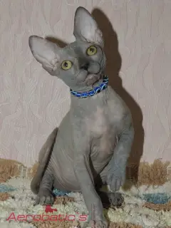 Photo №1. sphynx - à vendre en ville de Penza | 800€ | Annonce № 1474