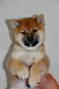 Photos supplémentaires: Chiots Shiba Inu avec pedigree RKF