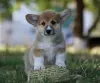 Photo №1. welsh corgi - à vendre en ville de Москва | 500€ | Annonce №11635