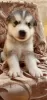 Photo №4. Je vais vendre malamute de l'alaska en ville de Kherson. éleveur - prix - 93€