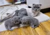 Photo №1. scottish fold - à vendre en ville de Jena | Gratuit | Annonce № 129978