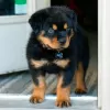 Photo №1. rottweiler - à vendre en ville de Berlin | Gratuit | Annonce №126357