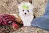 Photo №1. bichon maltais, maltipu - à vendre en ville de Paris | Gratuit | Annonce №36786