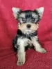 Photo №1. yorkshire terrier - à vendre en ville de Esti | 300€ | Annonce №76988