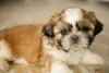 Photo №4. Je vais vendre shih tzu en ville de Kiev.  - prix - négocié