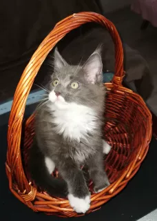 Photo №1. maine coon - à vendre en ville de Karaganda | 461€ | Annonce № 5425