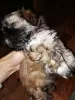 Photo №4. Je vais vendre shih tzu en ville de Riga. annonce privée, éleveur - prix - 500€