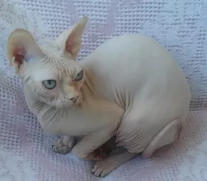 Photo №4. Je vais vendre sphynx en ville de Odessa. de la fourrière - prix - 1362€