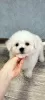 Photo №1. bichon à poil frisé - à vendre en ville de Gomel | 423€ | Annonce №33537