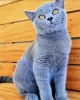 Photo №4. Je vais vendre british shorthair en ville de Berlin. de la fourrière, éleveur - prix - 300€