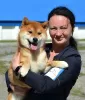 Photos supplémentaires: Chiots Shiba Inu avec pedigree RKF