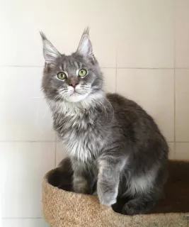 Photo №4. Je vais vendre maine coon en ville de Volgograd. de la fourrière - prix - 144€